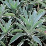 White sage (Salvia apiana) by John Rusk