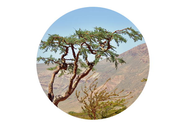 Frankincense Project Frankincense Project