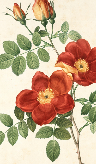 Baffled by Botanical Binomials?