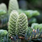 Abies fraseri