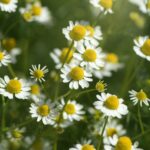 Organic Chamomile (Chamaemelum nobile L.). on natural plantation field.