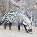 Afrcican civet (Civettictis civetta)