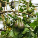 Avocado Tree (Persea Americana) With Fruit