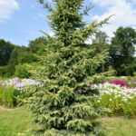Black spruce, variety Aurea (Picea mariana (Mill.) Britton, Sterns & Poggenb.). General view
