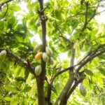 Cocoa fruit on tree Agriculture background
