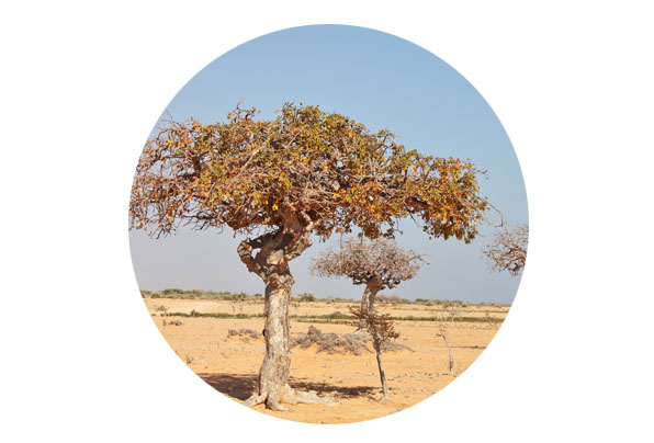 Resins, Aromatics, and Indigenous Knowledge