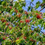 The fresh shine red cherries about to ripe on the tree at orchard, Selective focus of prunus avium, Sweet cherry is ready to harvest or picking late spring or early summer, Health benefits of berries.